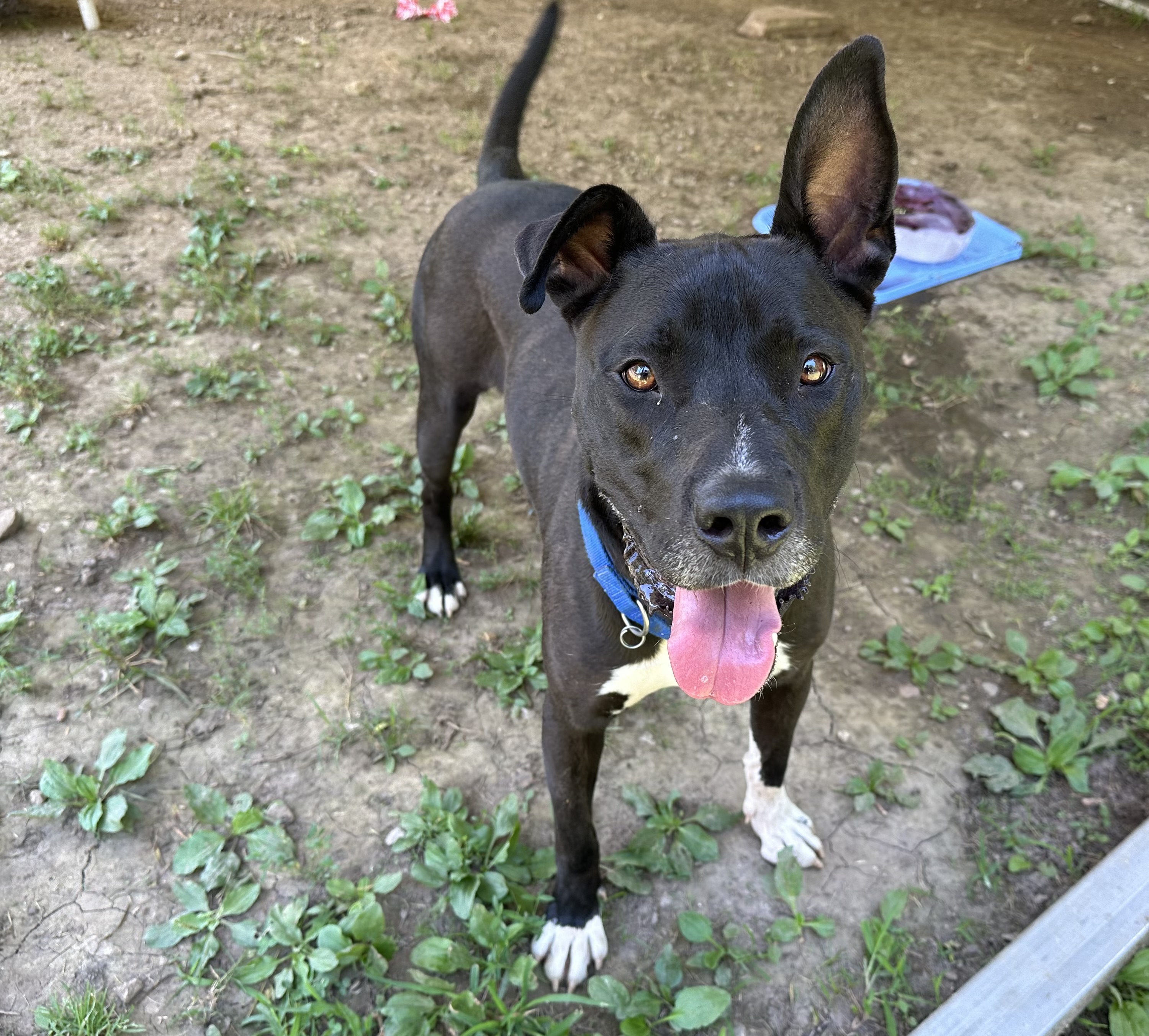Godwin, a Adoptable mixed breed in Chattanooga, TN image 2/5