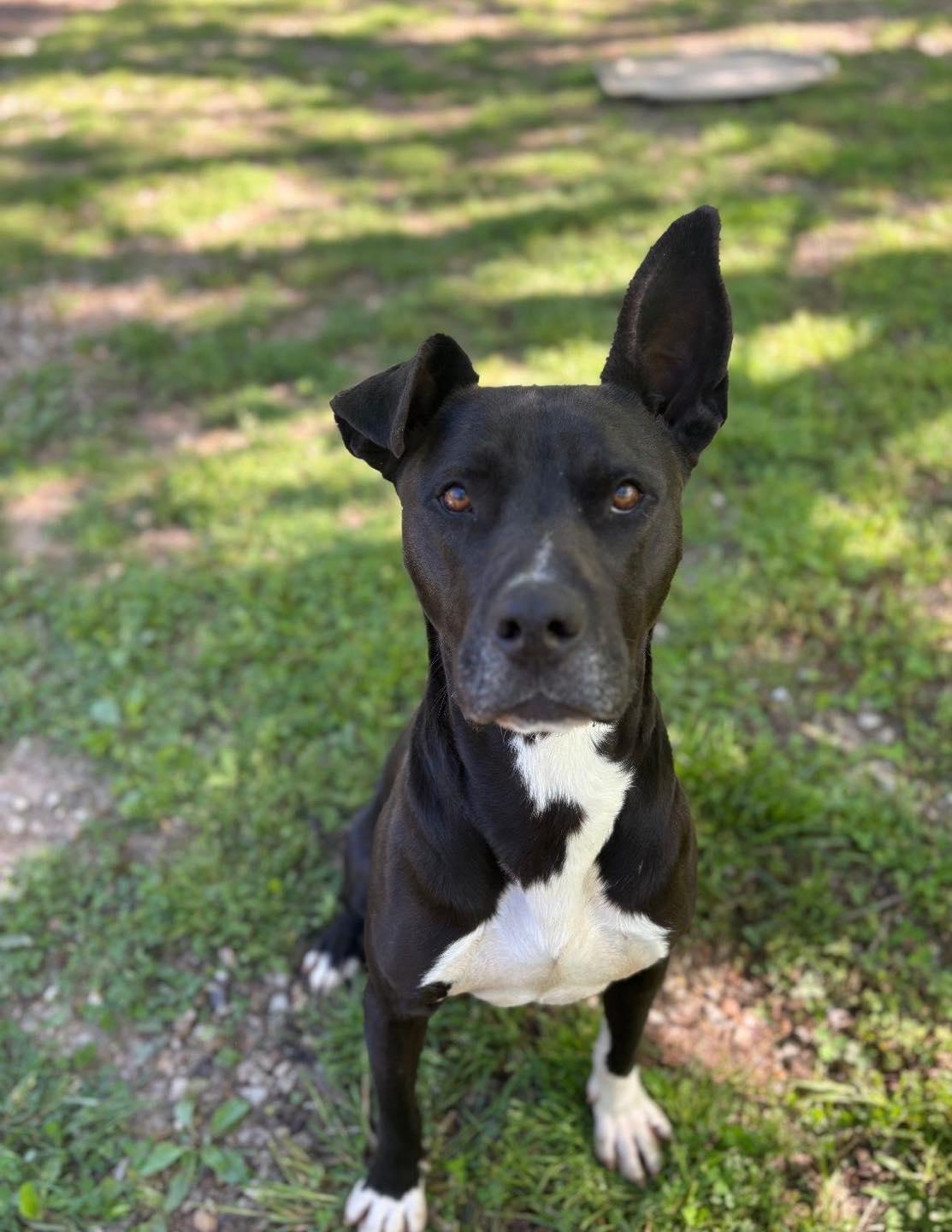 Enlarge Godwin, a Adoptable mixed breed in Chattanooga, TN image 3/6