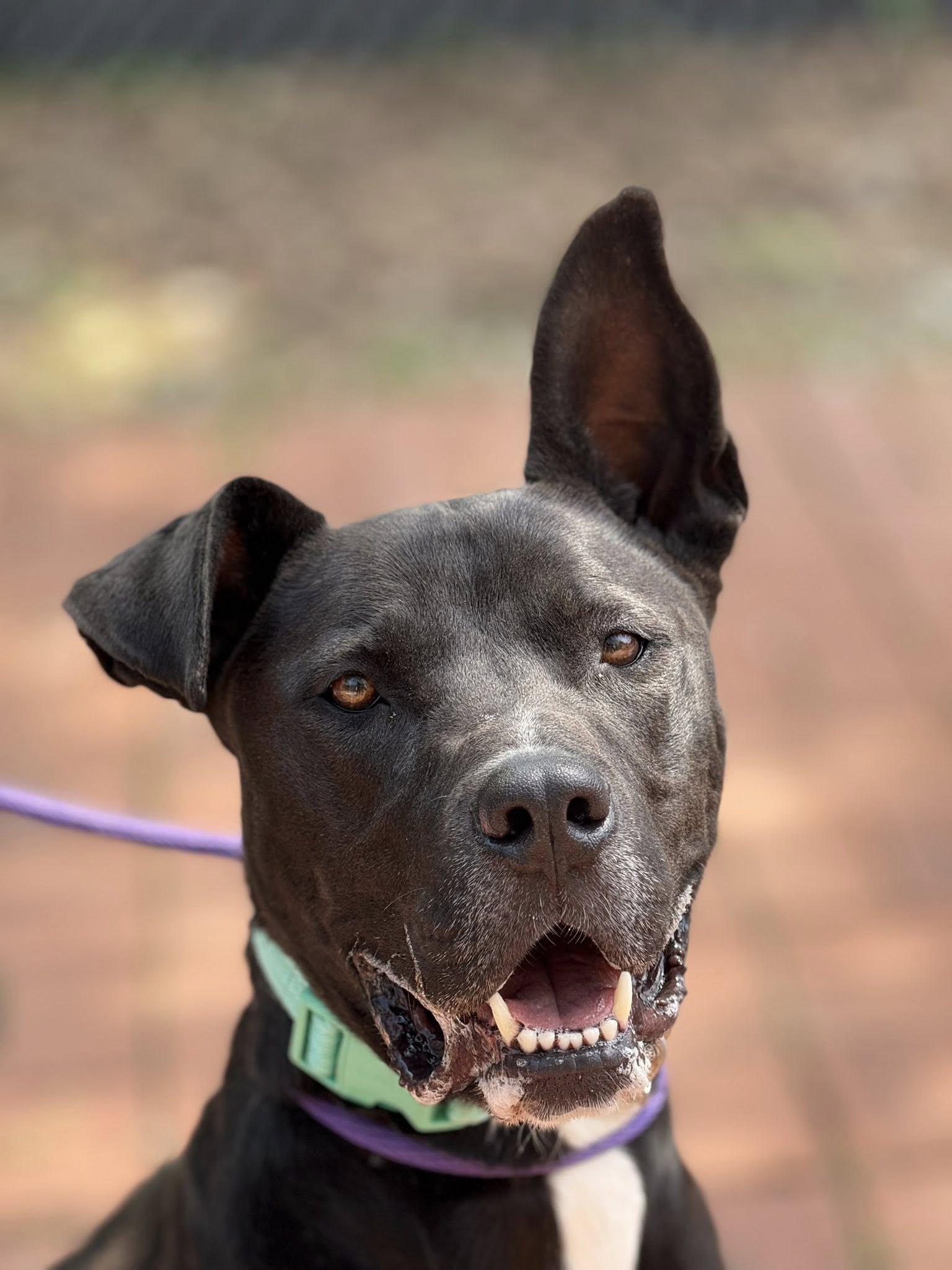 Enlarge Godwin, a Adoptable mixed breed in Chattanooga, TN image 1/6