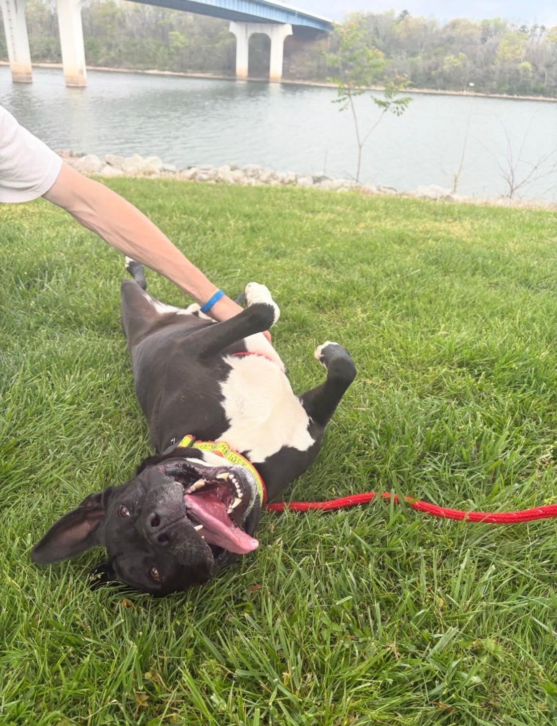 Enlarge Godwin, a Adoptable mixed breed in Chattanooga, TN image 6/6