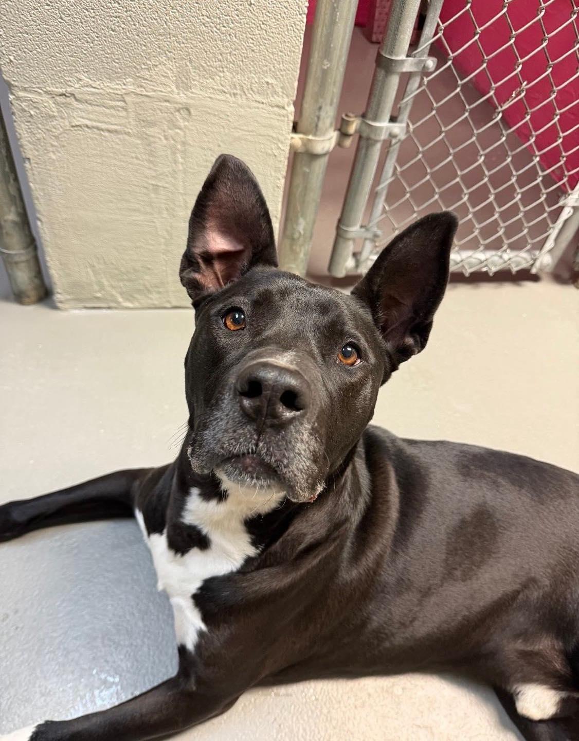 Godwin, Adoptable, Adult Male Pit Bull Terrier & Great Dane.