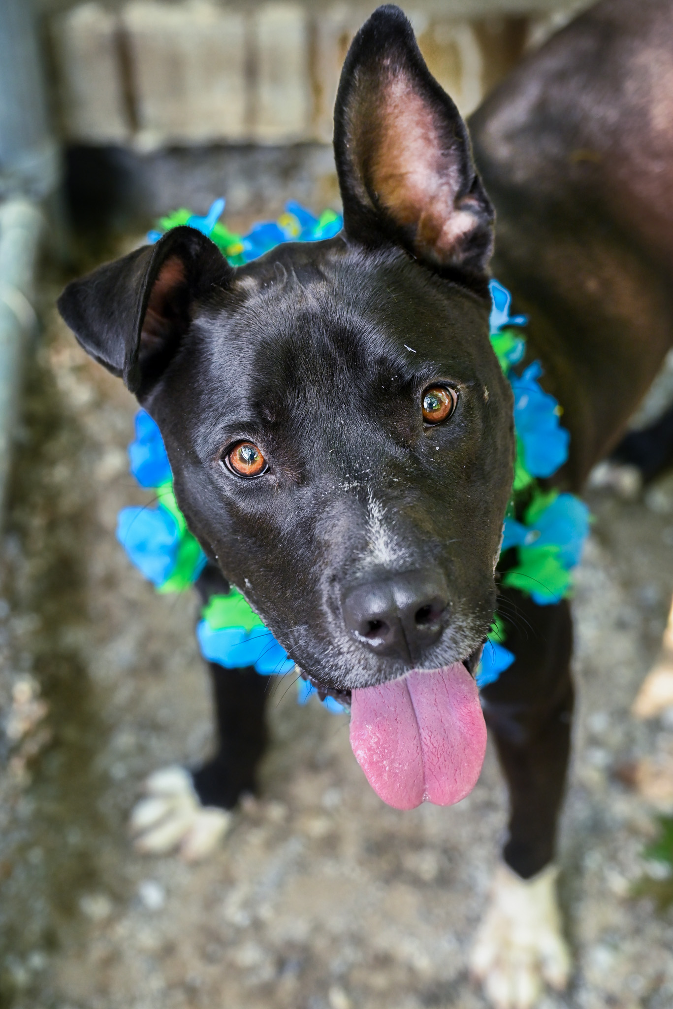 Godwin, a Adoptable mixed breed in Chattanooga, TN image 1/5