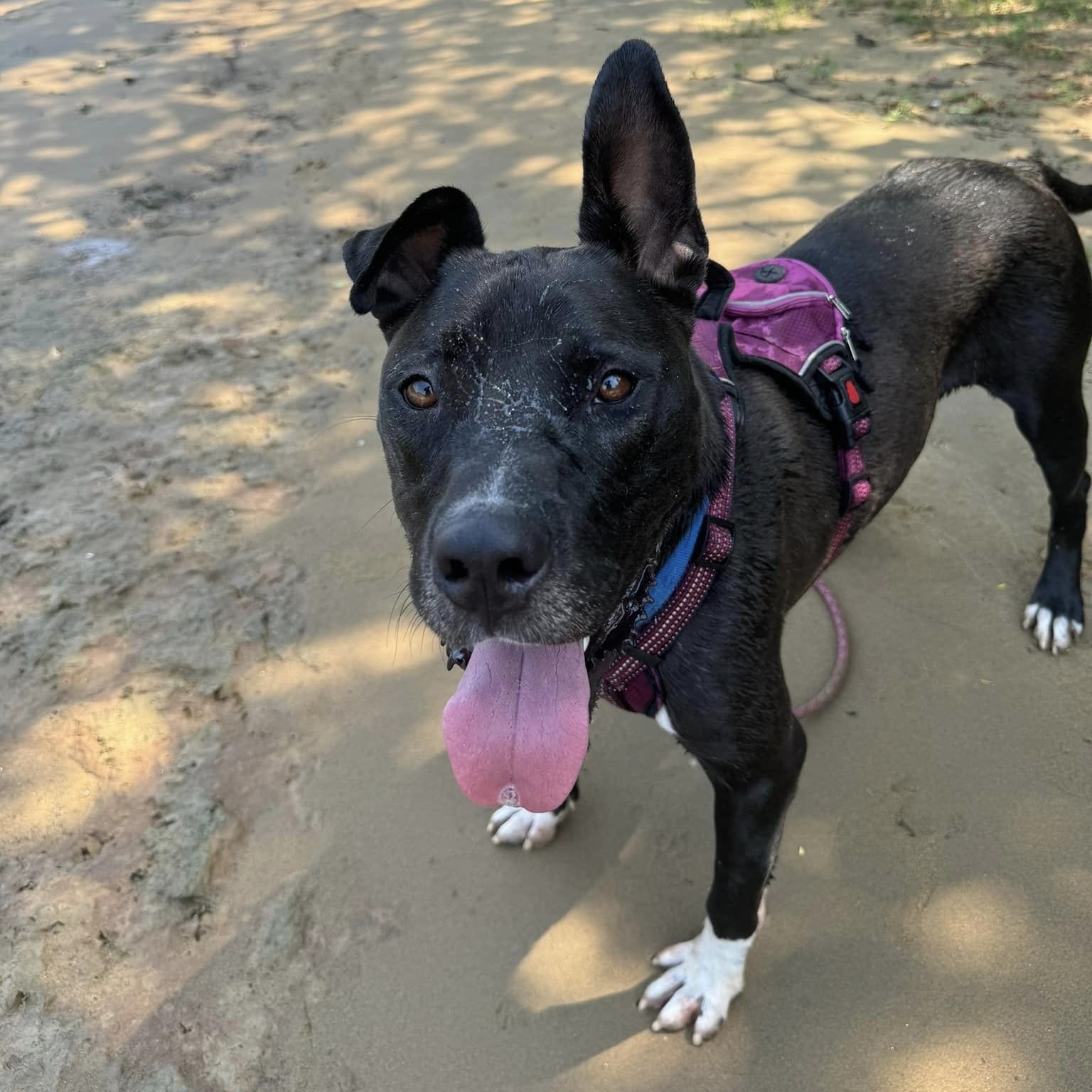 Godwin, a Adoptable mixed breed in Chattanooga, TN image 3/5
