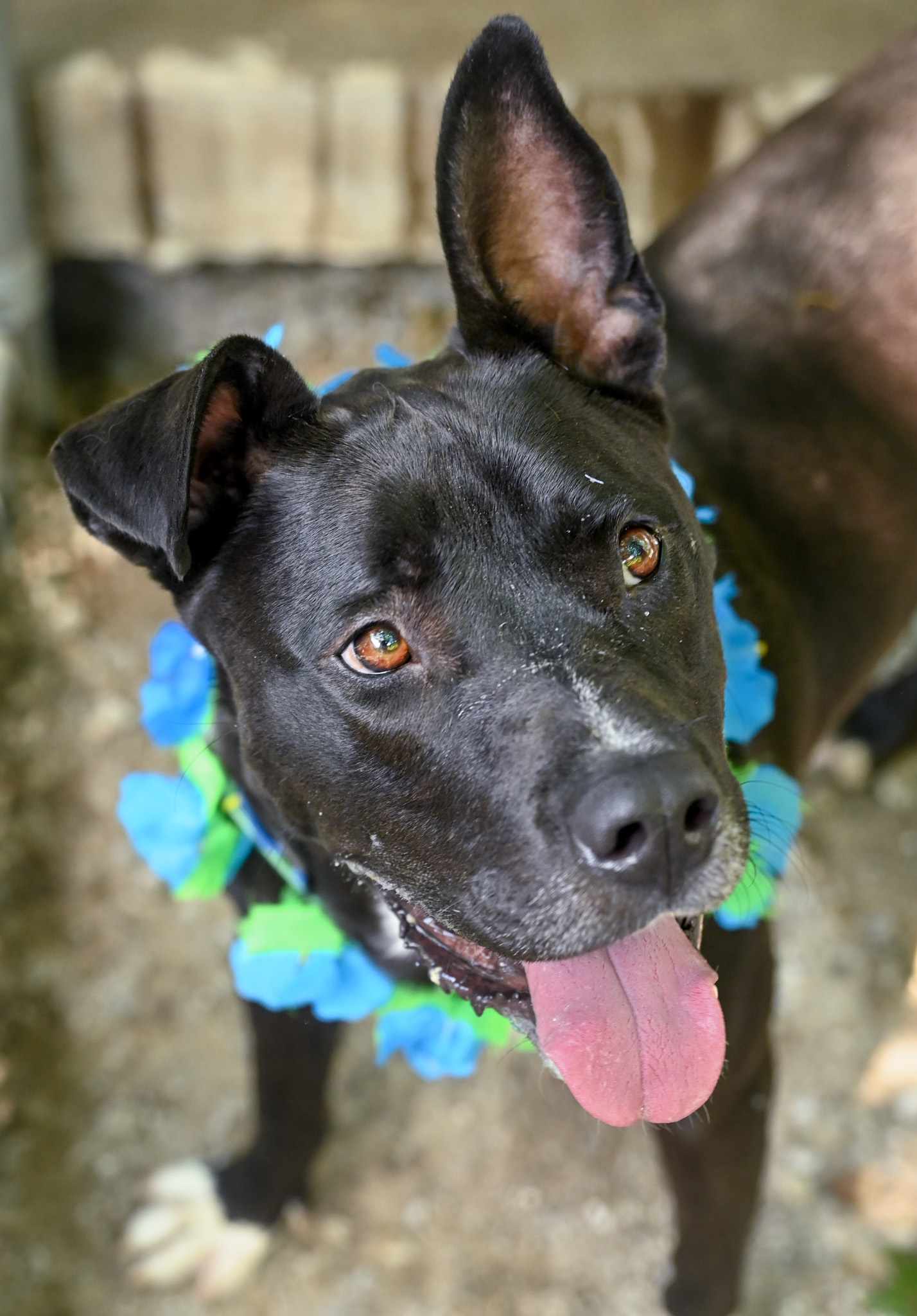 Godwin, a Adoptable mixed breed in Chattanooga, TN image 4/5