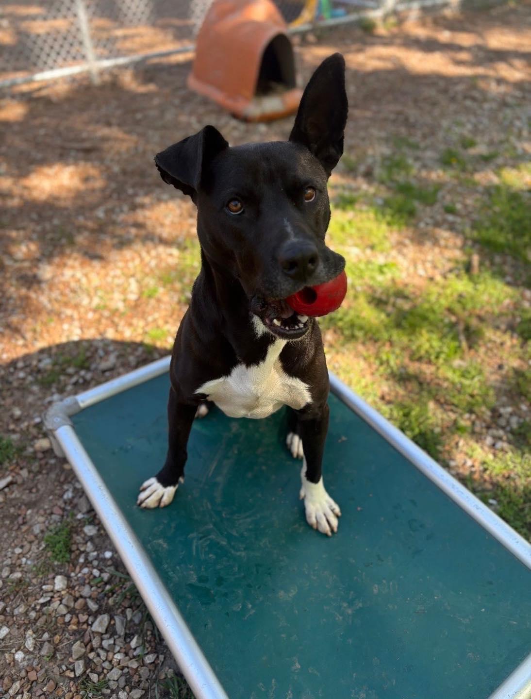 Enlarge Godwin, a Adoptable mixed breed in Chattanooga, TN image 4/6