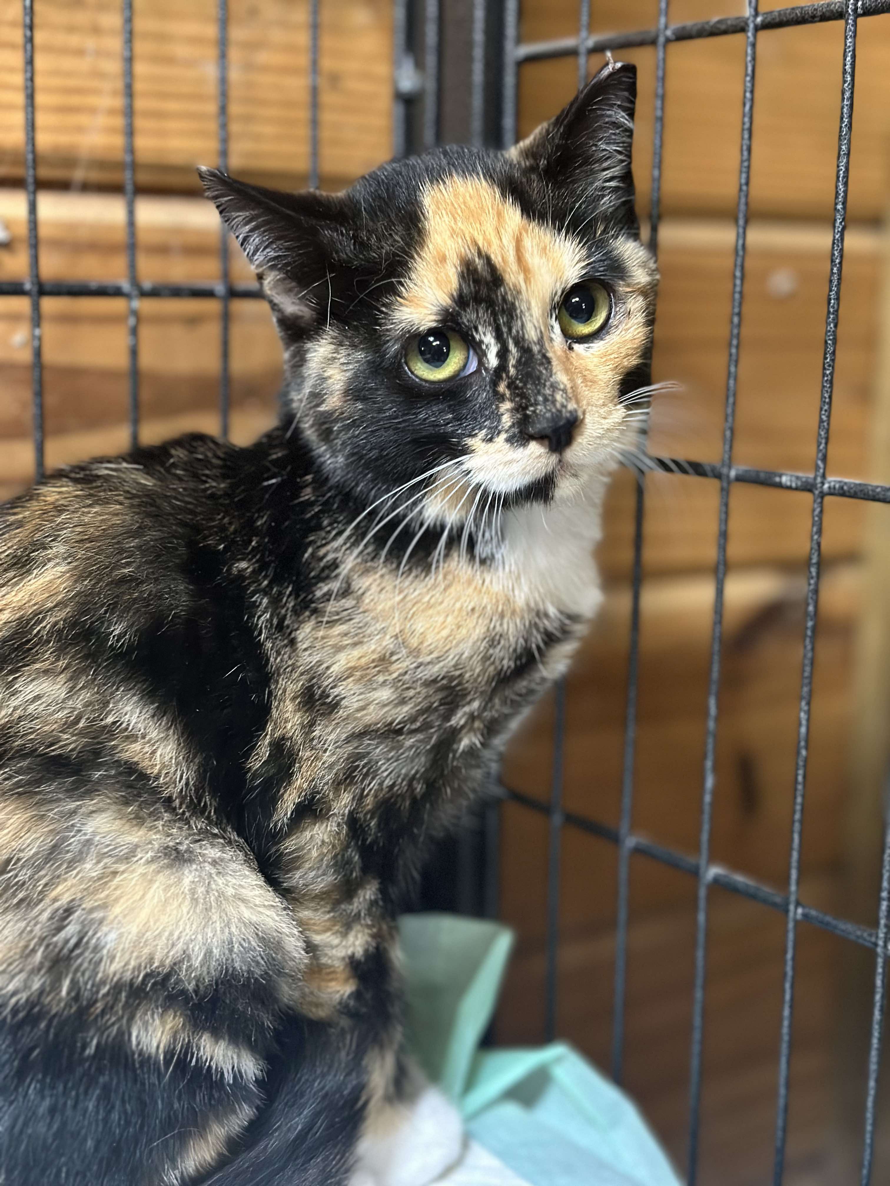 Enlarge Momo, a Adopted Domestic Short Hair in Lincoln University, PA image 4/4
