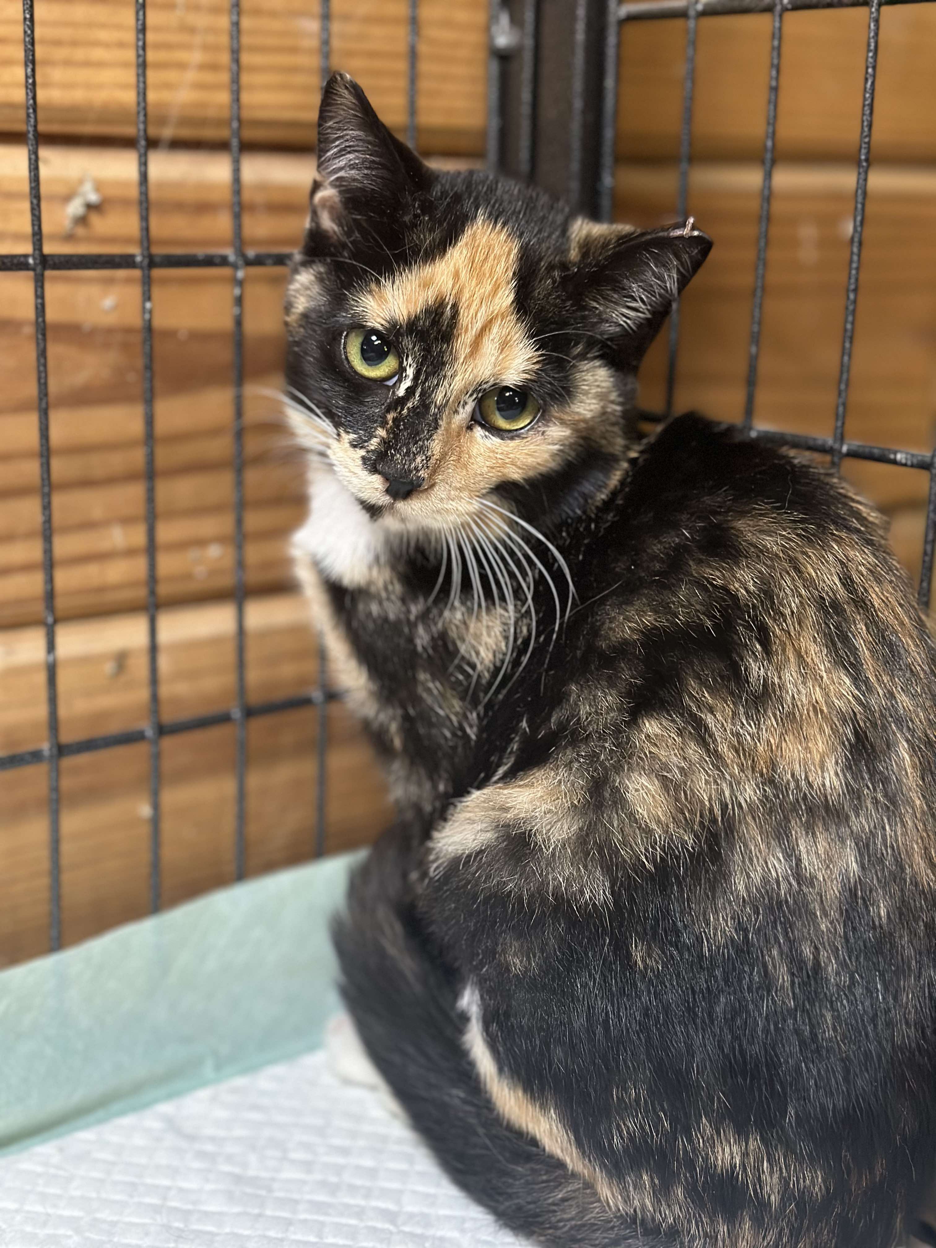 Enlarge Momo, a Adopted Domestic Short Hair in Lincoln University, PA image 1/4