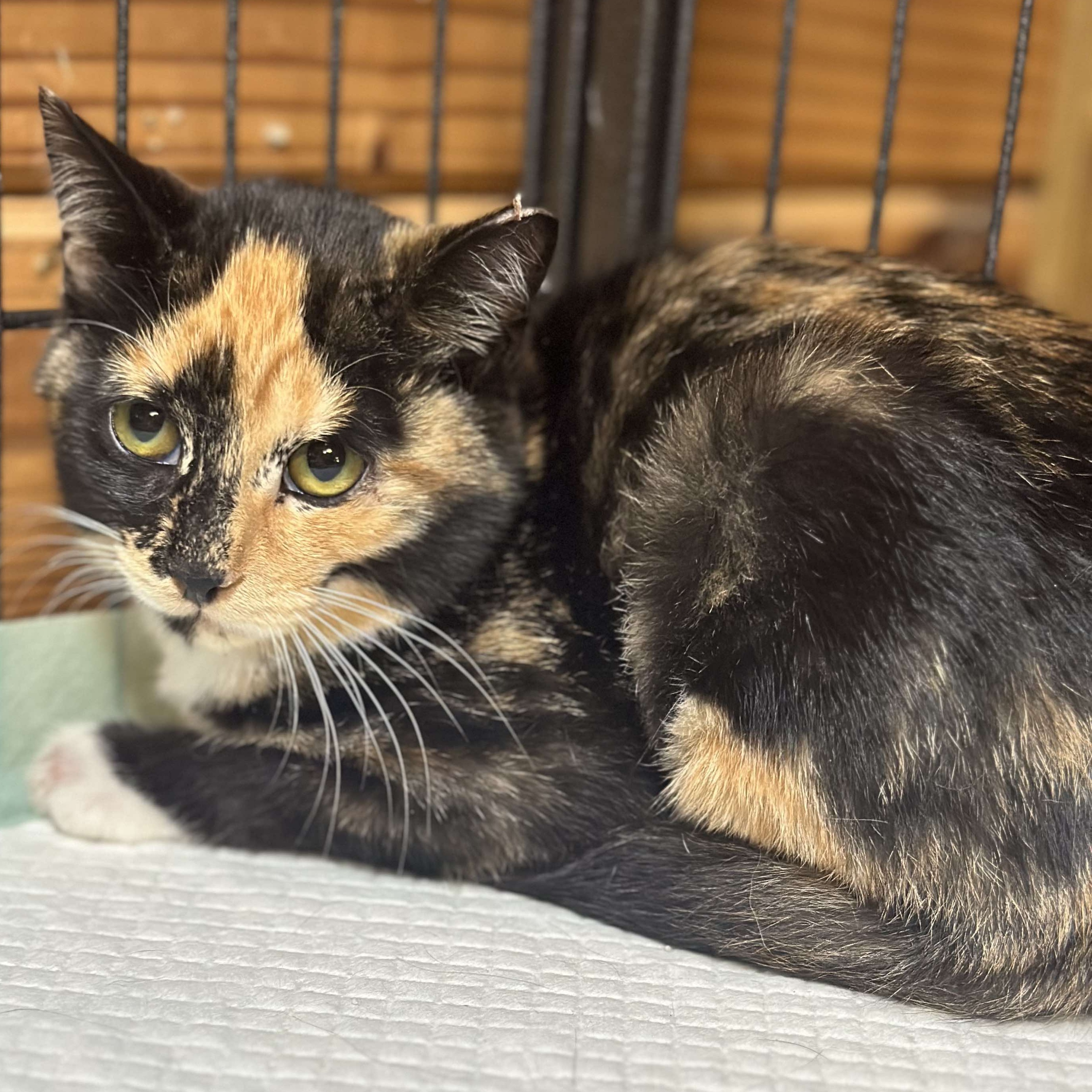 Enlarge Momo, a Adopted Domestic Short Hair in Lincoln University, PA image 3/4