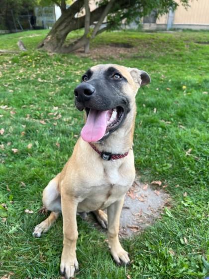 Enlarge Chevy, a Adoptable mixed breed in Erin, ON image 1/3