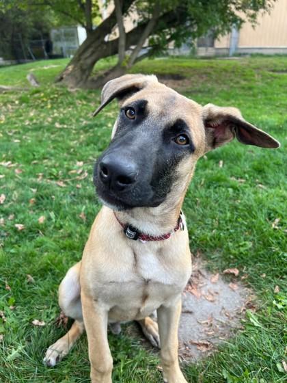 Chevy, Adoptable, Young Male Belgian Shepherd / Malinois & Mixed Breed.