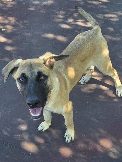 Enlarge Chevy, a Adoptable mixed breed in Erin, ON image 3/3