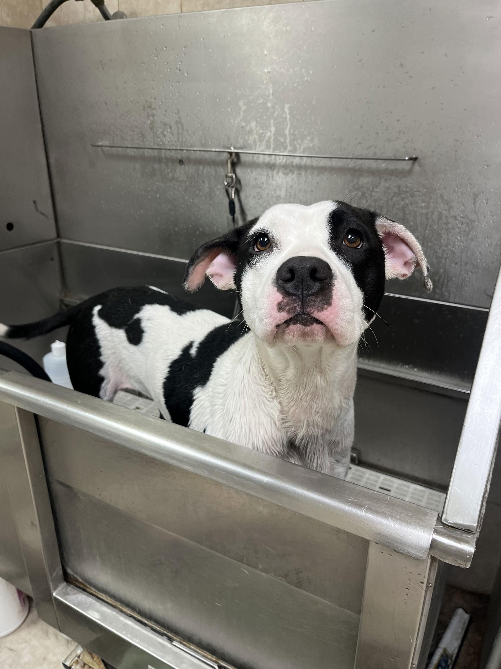 Wednesday Addams, Adopted, Young Female Terrier.