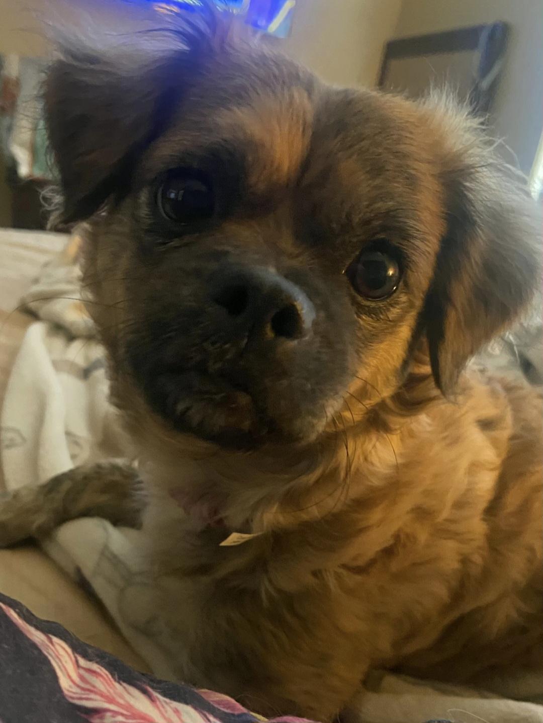 Enlarge Cinnamon, a ADOPTABLE Pekingese in Lancaster, CA image 1/1