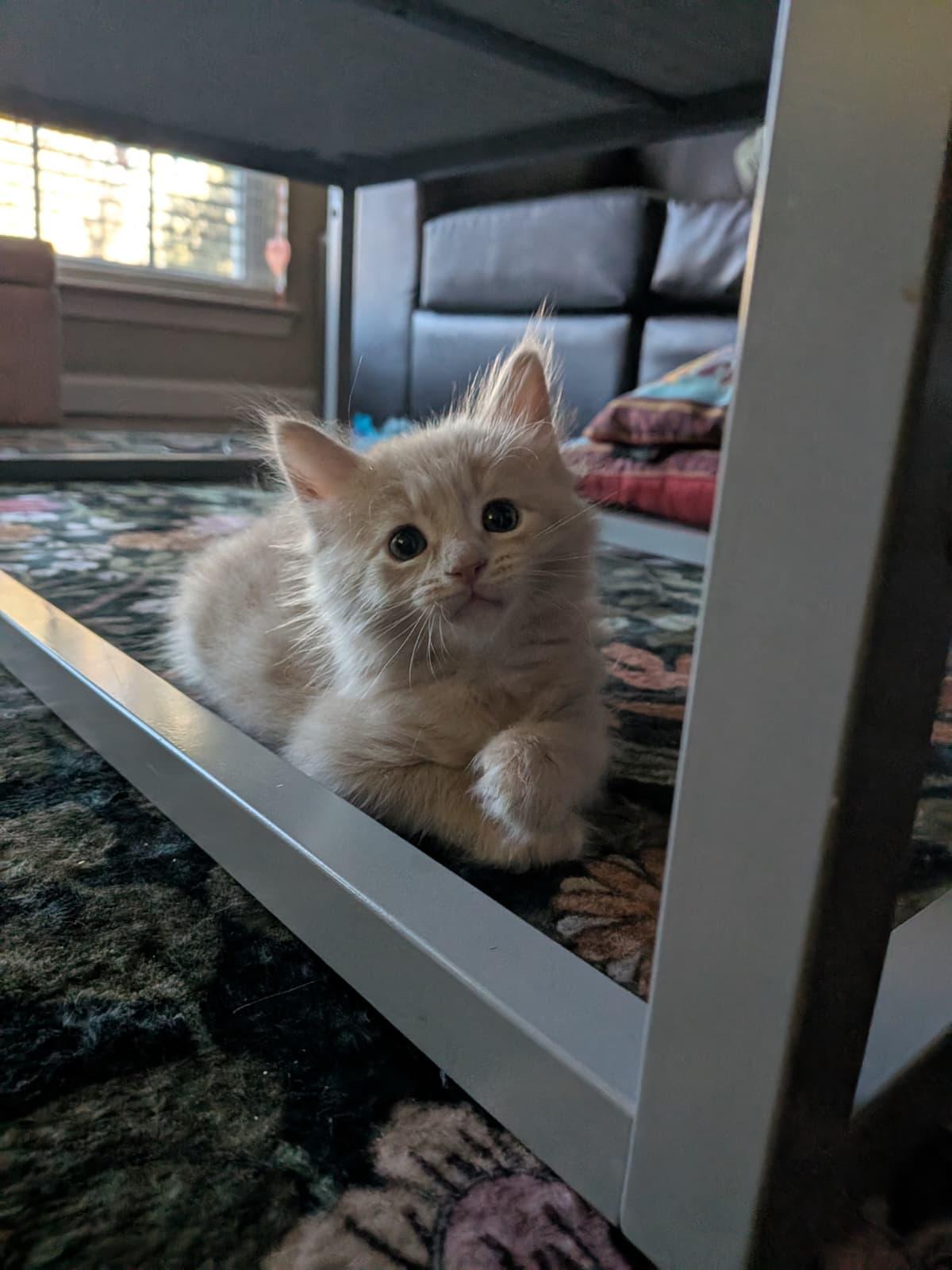 Kawa, an adopted Domestic Long Hair in Gainesville, FL image 5/6