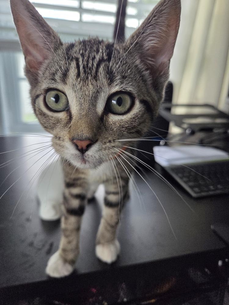 Sharkey, Adoptable, Kitten Female Domestic Short Hair.