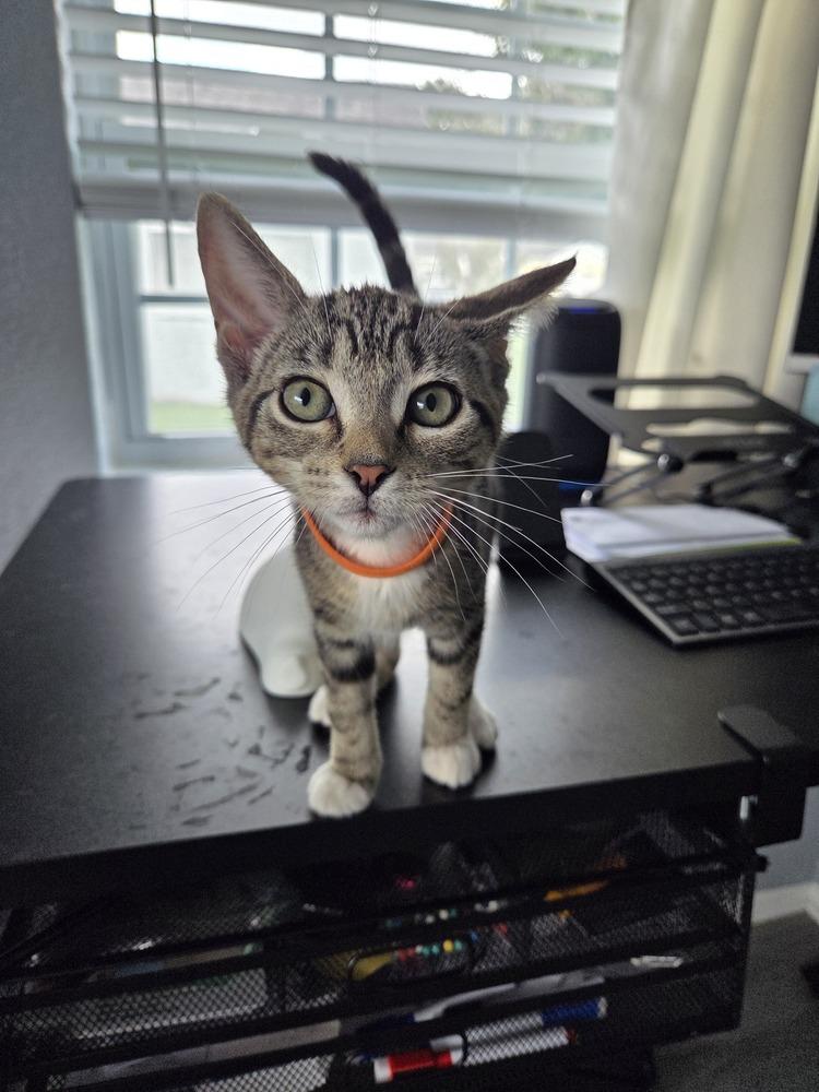 Sharkey, a Adoptable Domestic Short Hair in Orlando, FL image 2/3