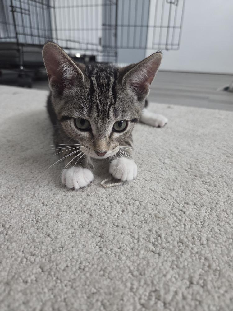 Sharkey, a Adoptable Domestic Short Hair in Orlando, FL image 3/3