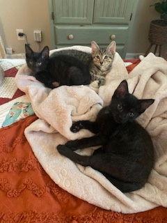 Fritz, Adopted, Kitten Male Domestic Short Hair.