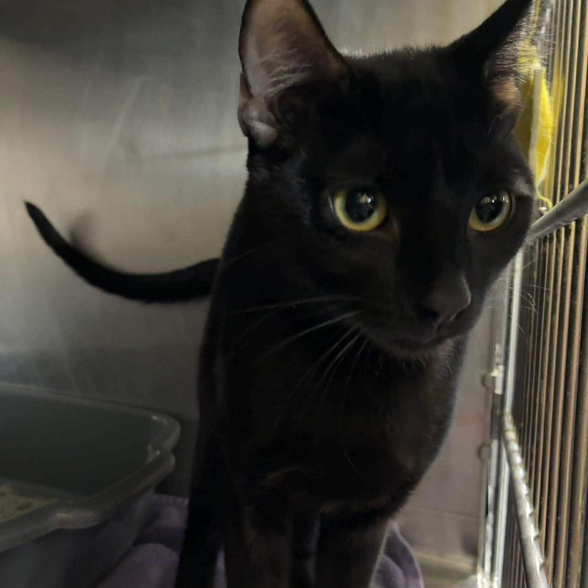 Enlarge Beau, a Adoptable mixed breed in Petersburg, IL image 2/2