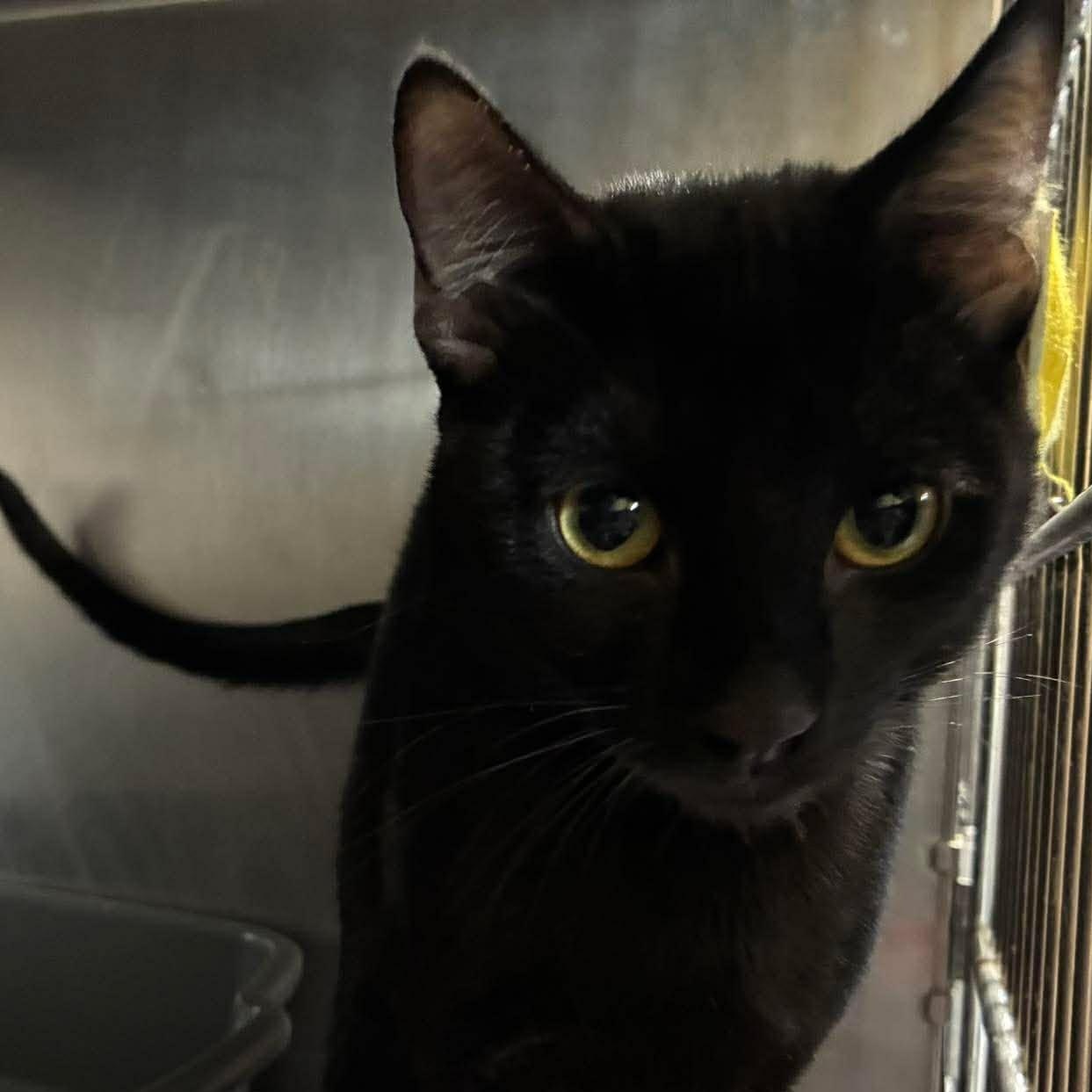 Beau, Adoptable, Kitten Male Domestic Short Hair.