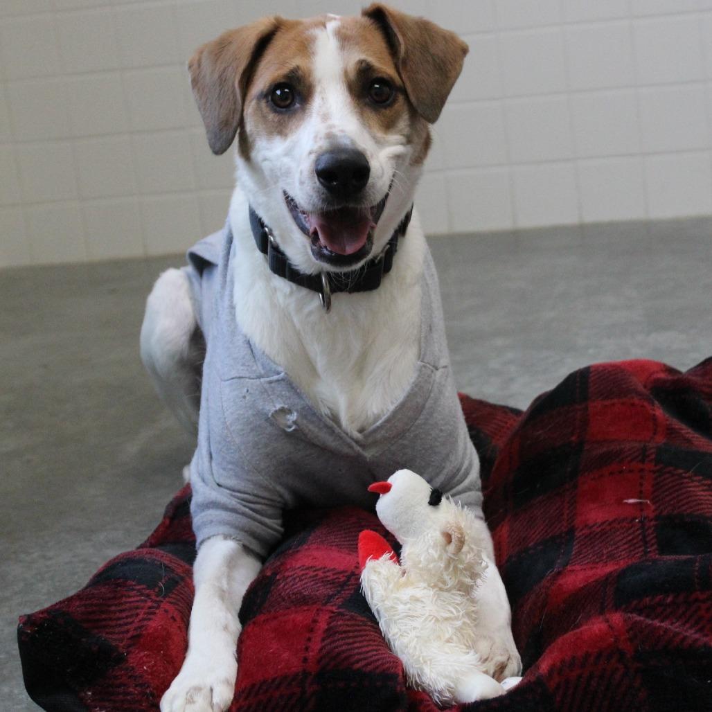 Enlarge Pete, a Adoptable mixed breed in Melbourne, KY image 2/6