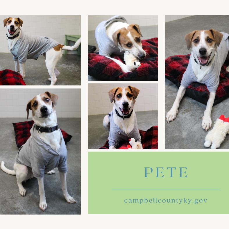 Enlarge Pete, a Adoptable mixed breed in Melbourne, KY image 3/6