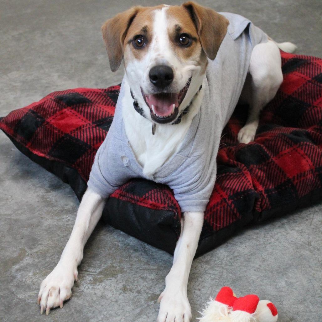 Enlarge Pete, a Adoptable mixed breed in Melbourne, KY image 4/6