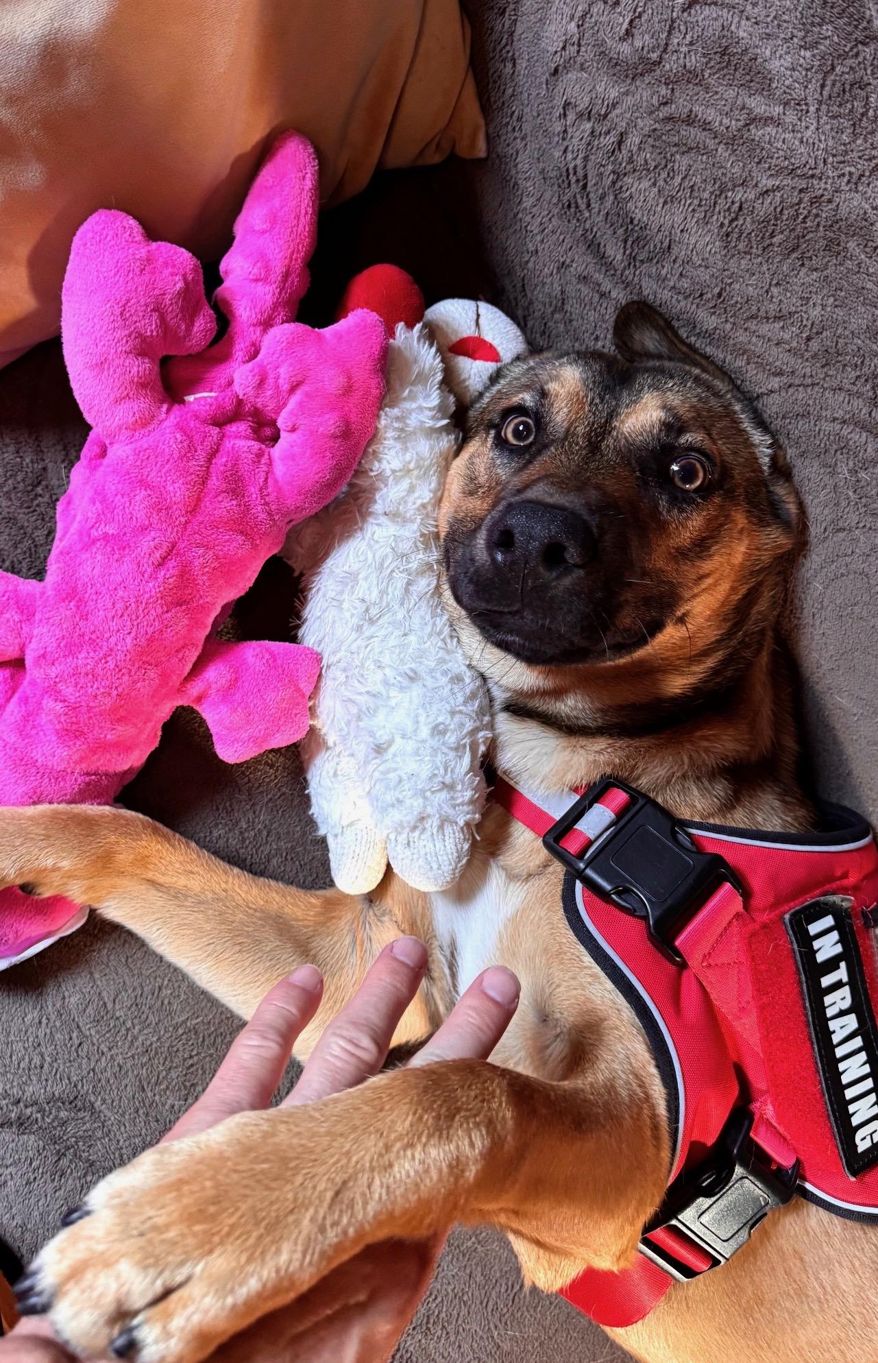 Enlarge KIBO, a Adoptable mixed breed in Sherman Oaks, CA image 4/4