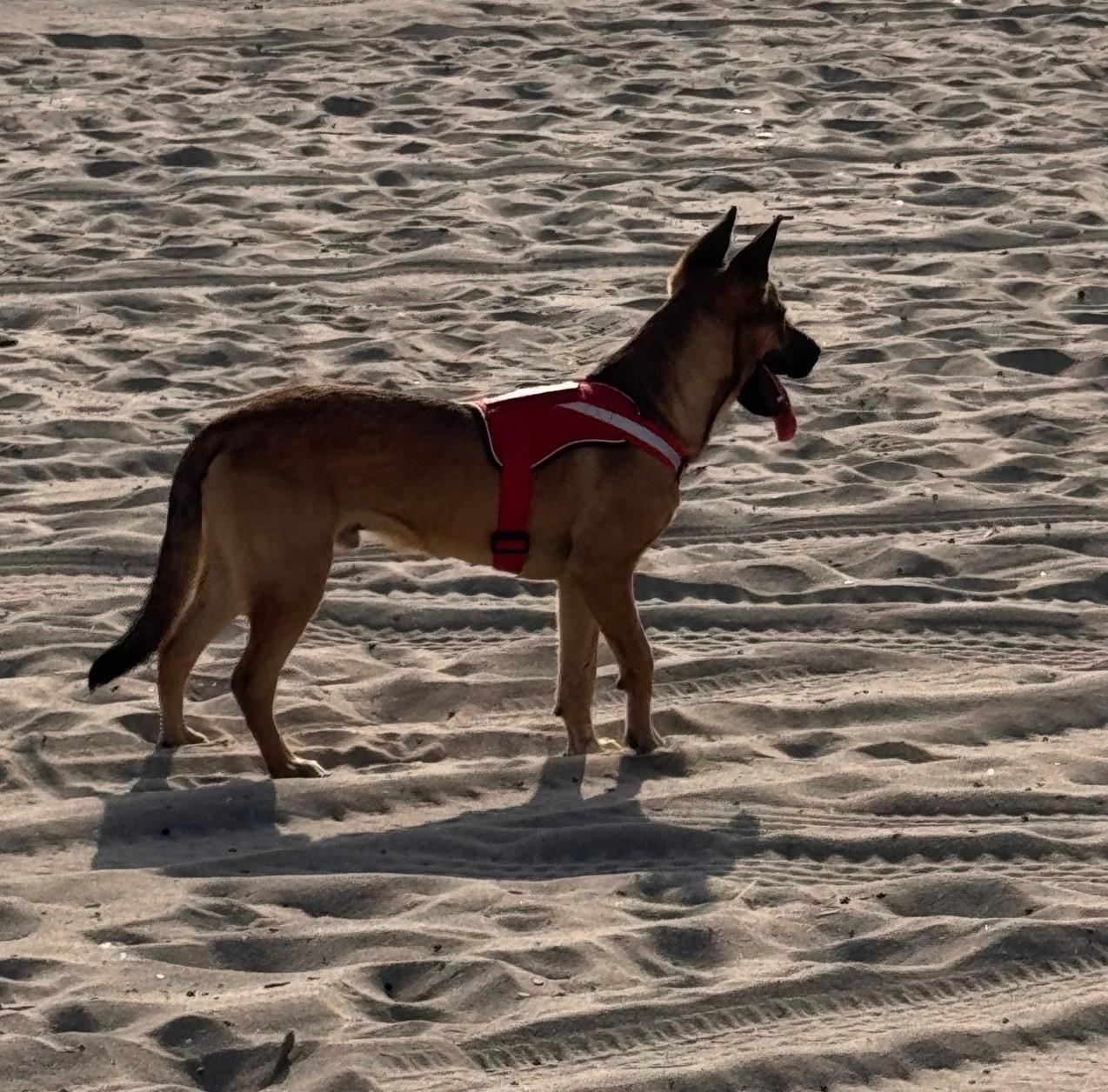 Enlarge KIBO, a Adoptable mixed breed in Sherman Oaks, CA image 2/4