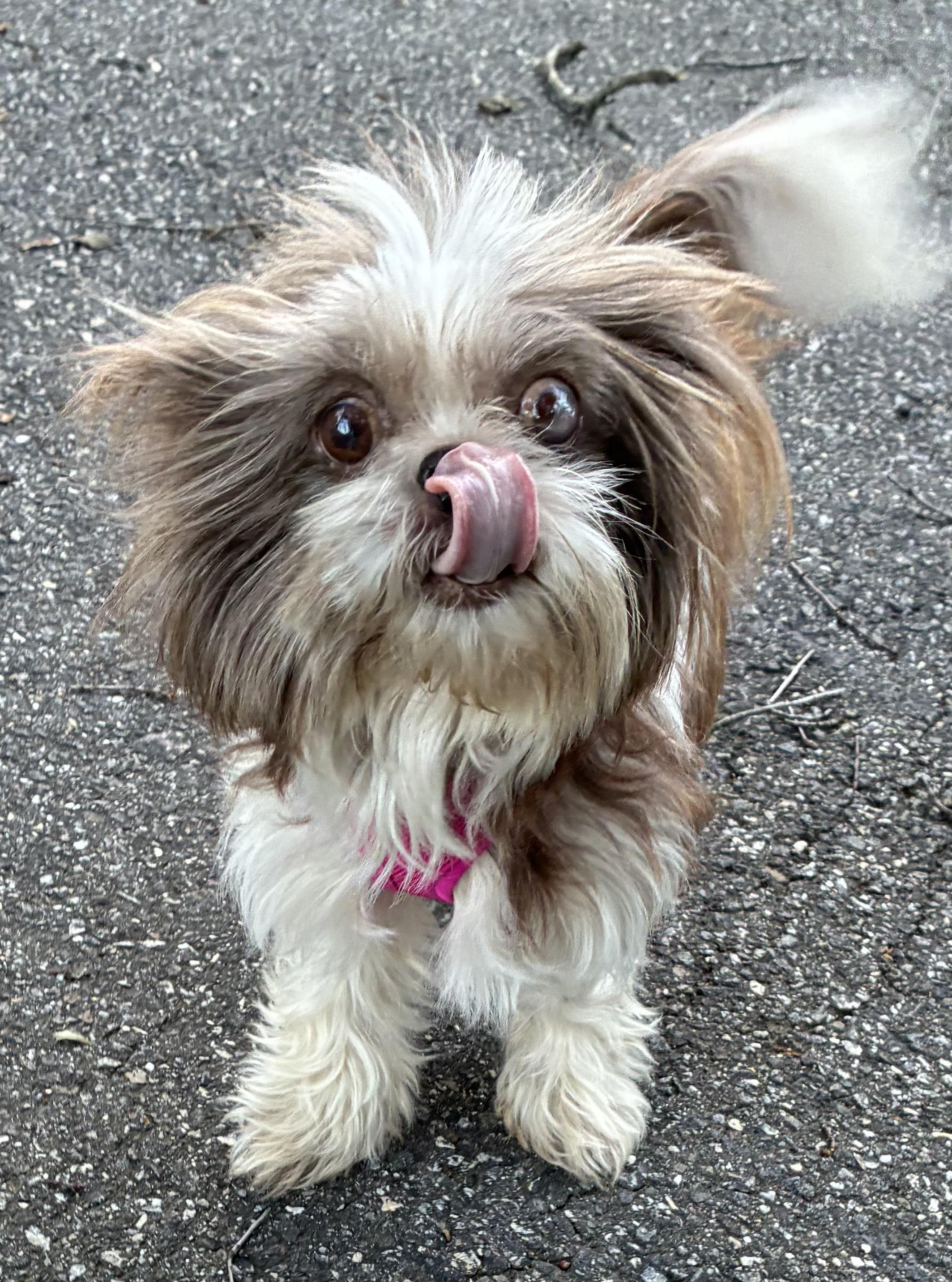Enlarge Amira, a Adoptable mixed breed in Fredericksburg, VA image 2/6