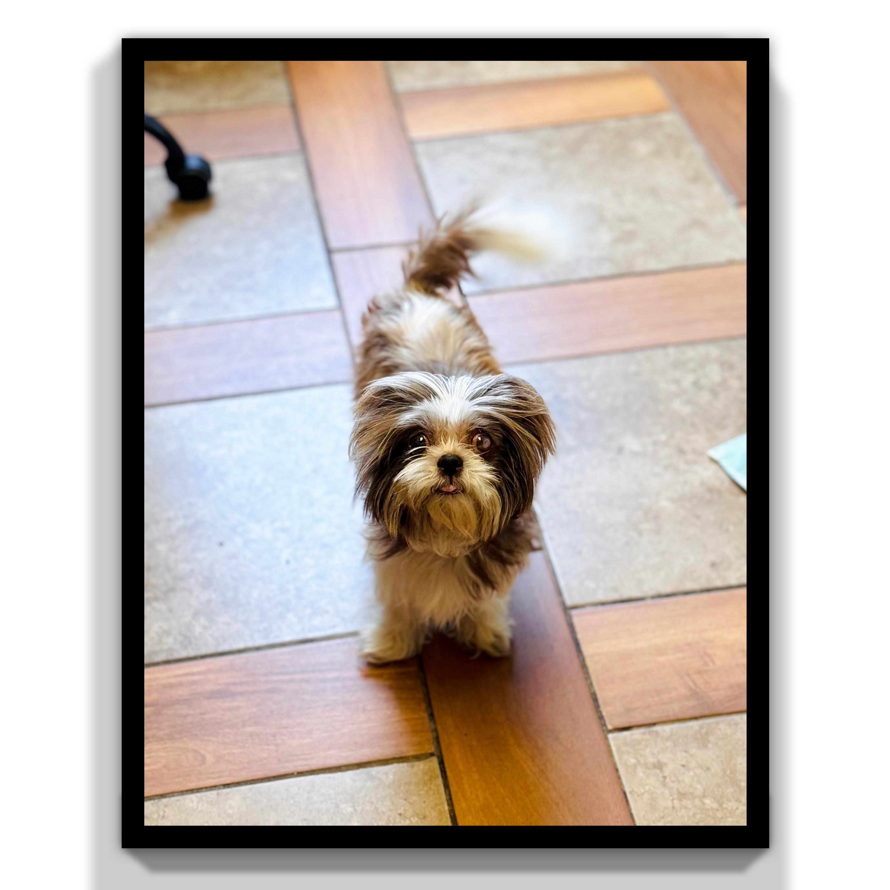 Enlarge Amira, a Adoptable mixed breed in Fredericksburg, VA image 4/6