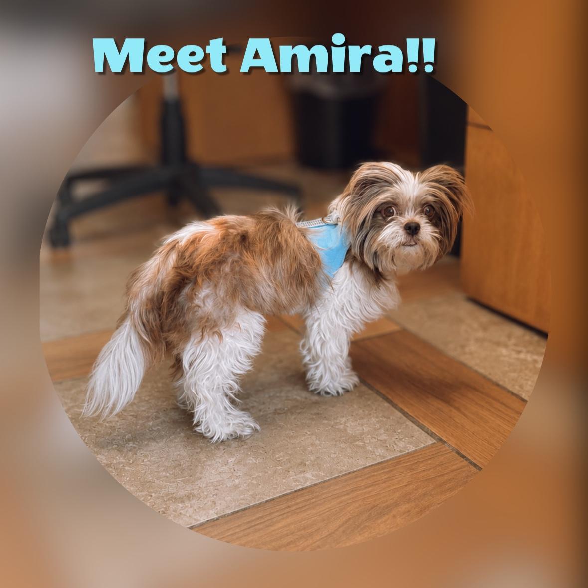 Amira, Adoptable, Adult Female Shih Tzu.
