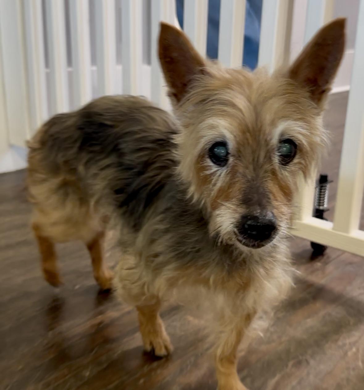 Joy is 16, ADOPTABLE, Senior Female Australian Terrier.