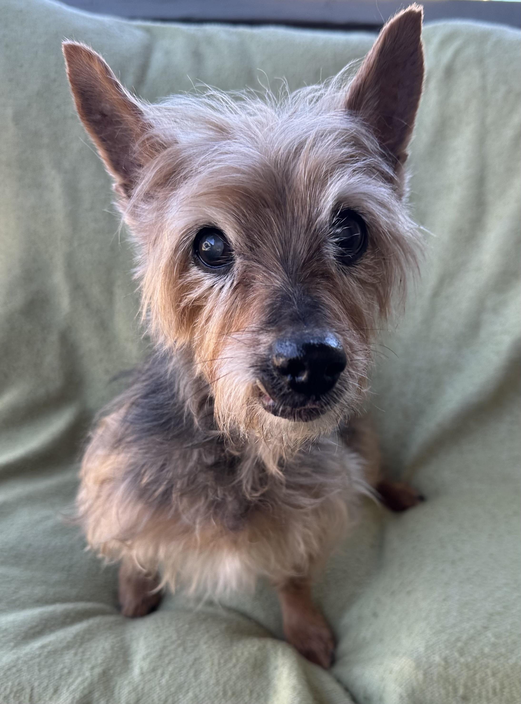 Enlarge Joy is 16, a ADOPTABLE mixed breed in Lawrenceville, GA image 3/5