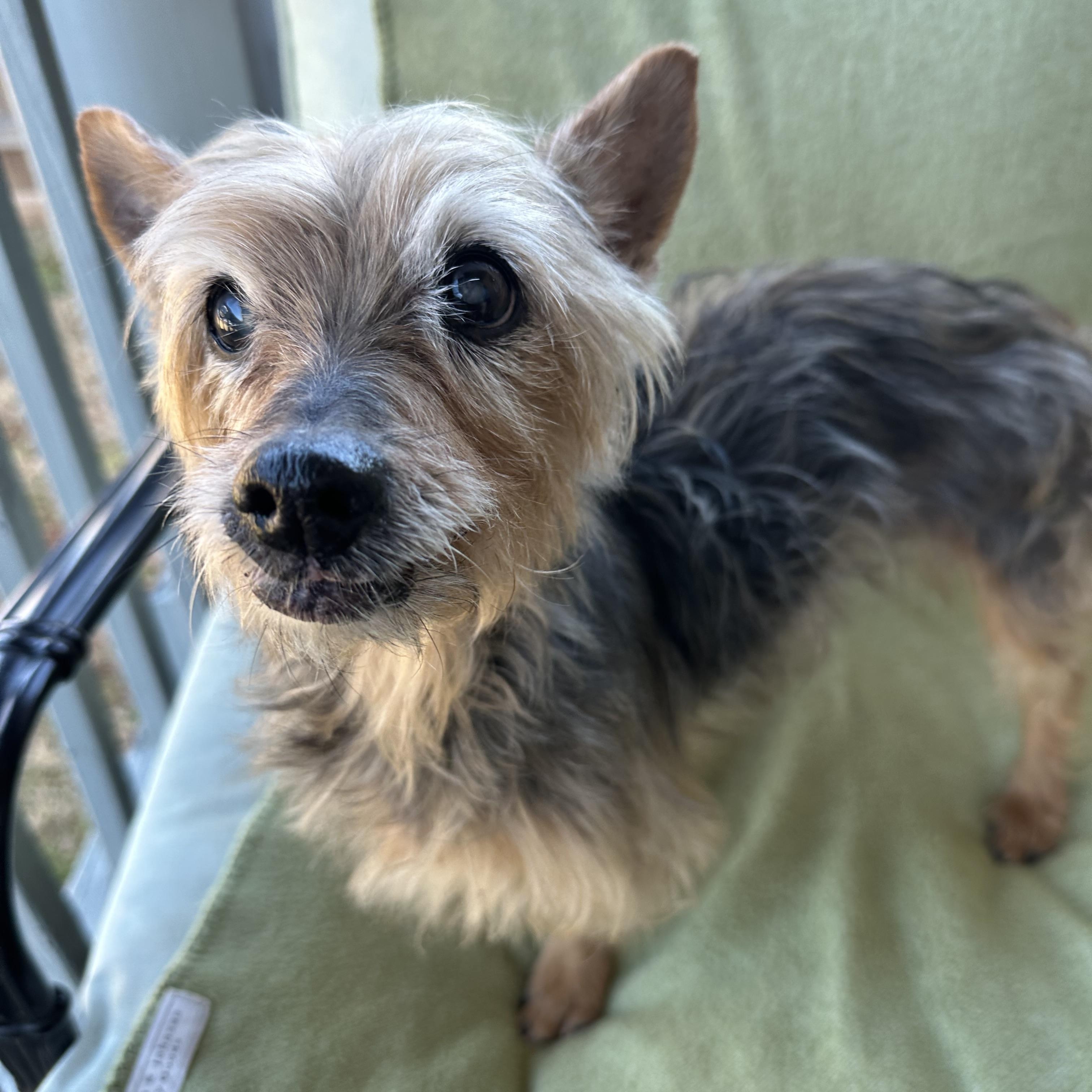Enlarge Joy is 16, a ADOPTABLE mixed breed in Lawrenceville, GA image 2/5