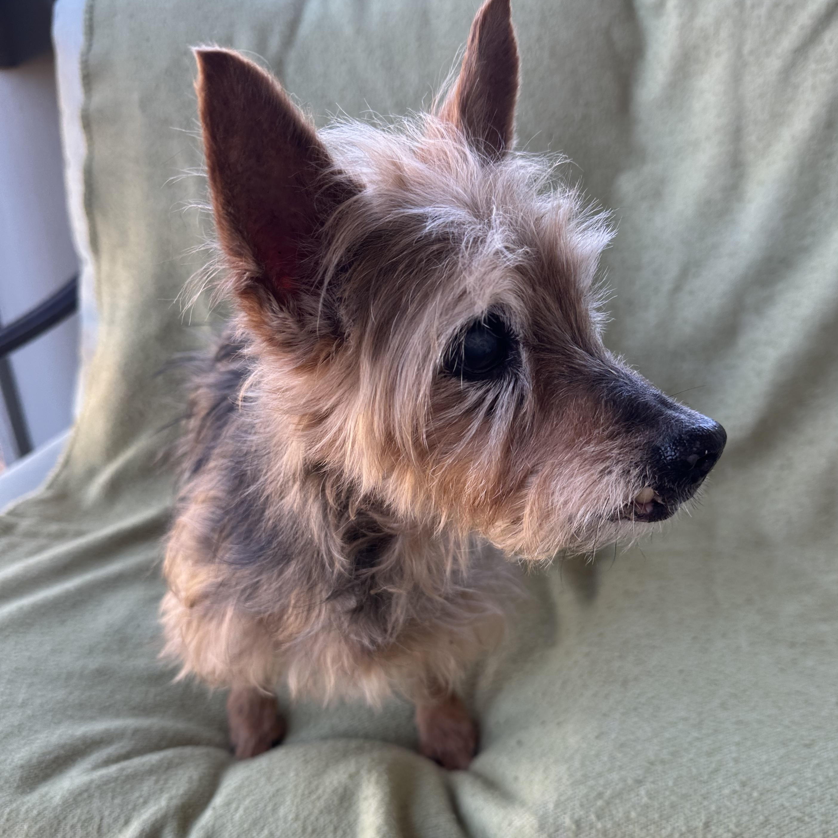 Enlarge Joy is 16, a ADOPTABLE mixed breed in Lawrenceville, GA image 5/5