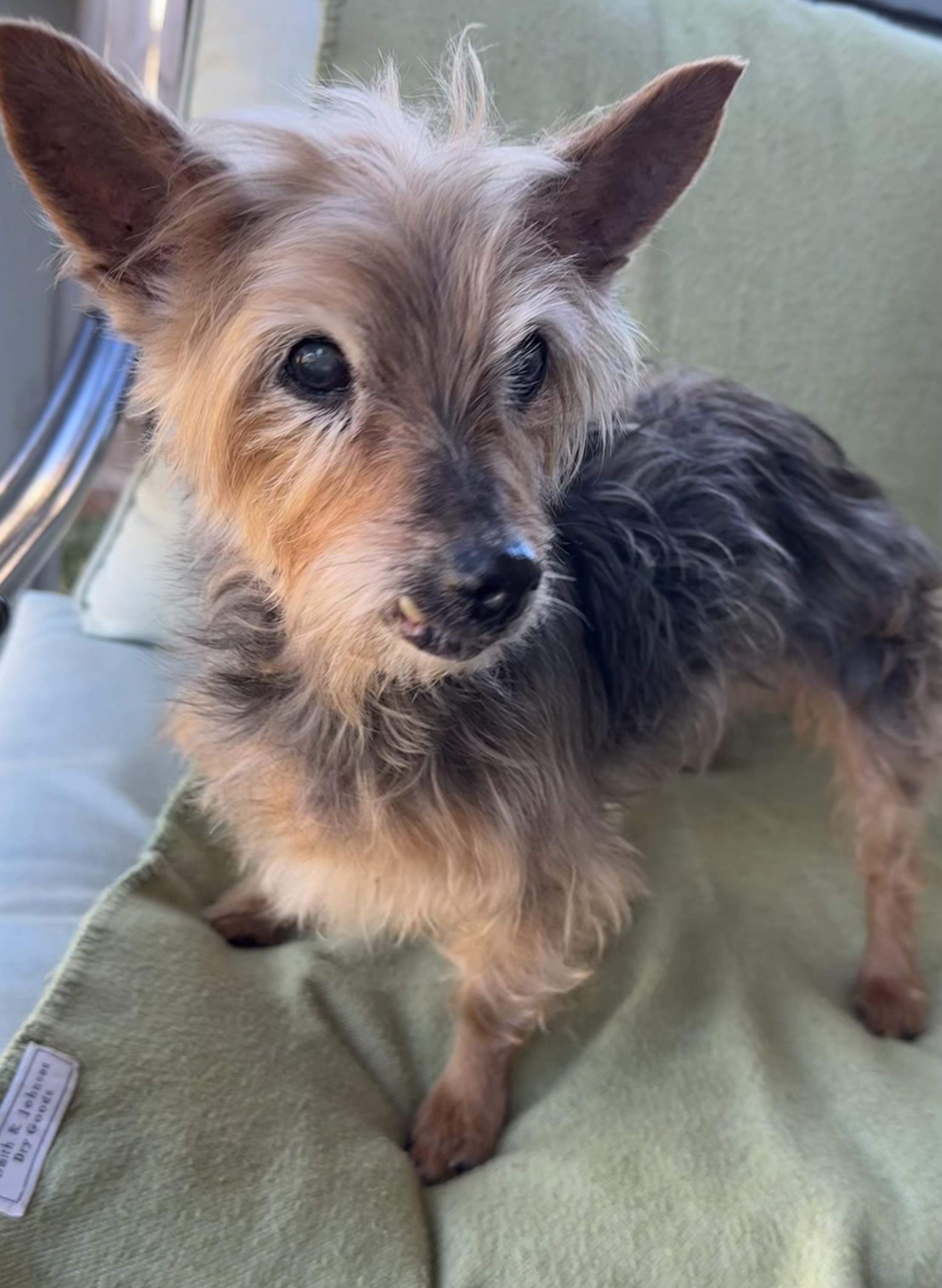 Enlarge Joy is 16, a ADOPTABLE mixed breed in Lawrenceville, GA image 4/5