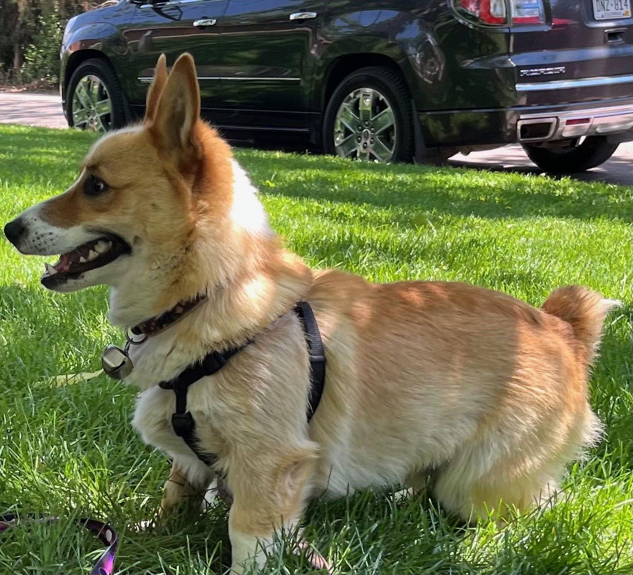 Enlarge Darcy, a Adopted Corgi in Denver, CO image 2/3
