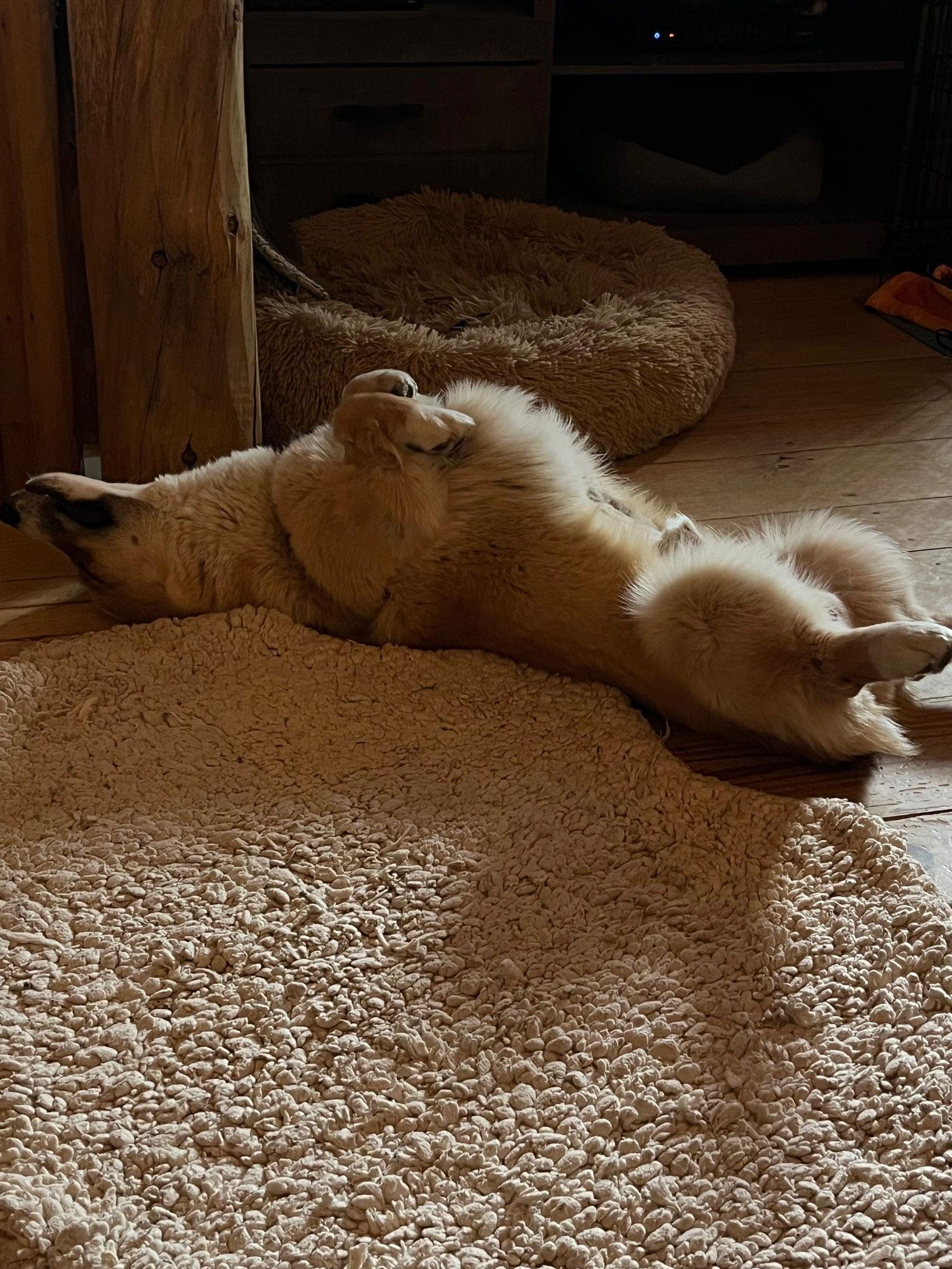 Enlarge Darcy, a Adopted Corgi in Denver, CO image 3/3