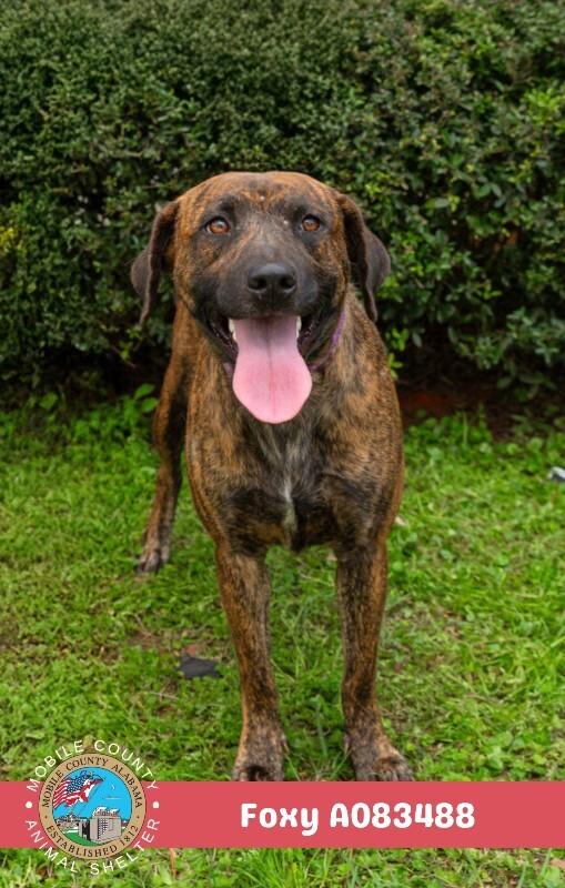 Foxy, Adoptable, Adult Female Black Mouth Cur.