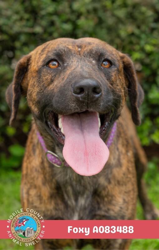 Foxy, a Adoptable Black Mouth Cur in Mobile, AL image 2/2