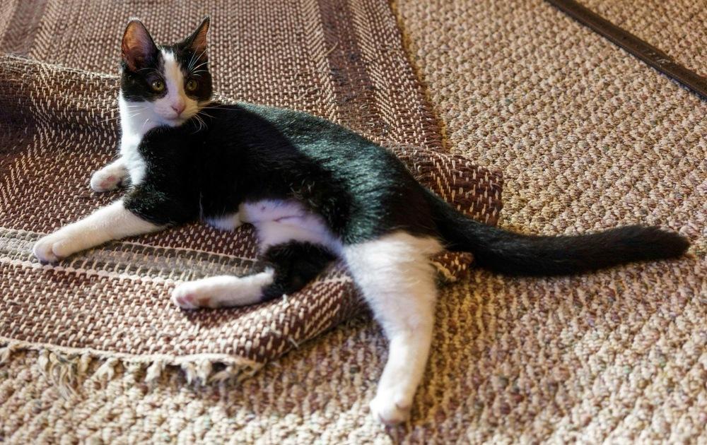 Tux, Adoptable, Kitten Female Domestic Short Hair.