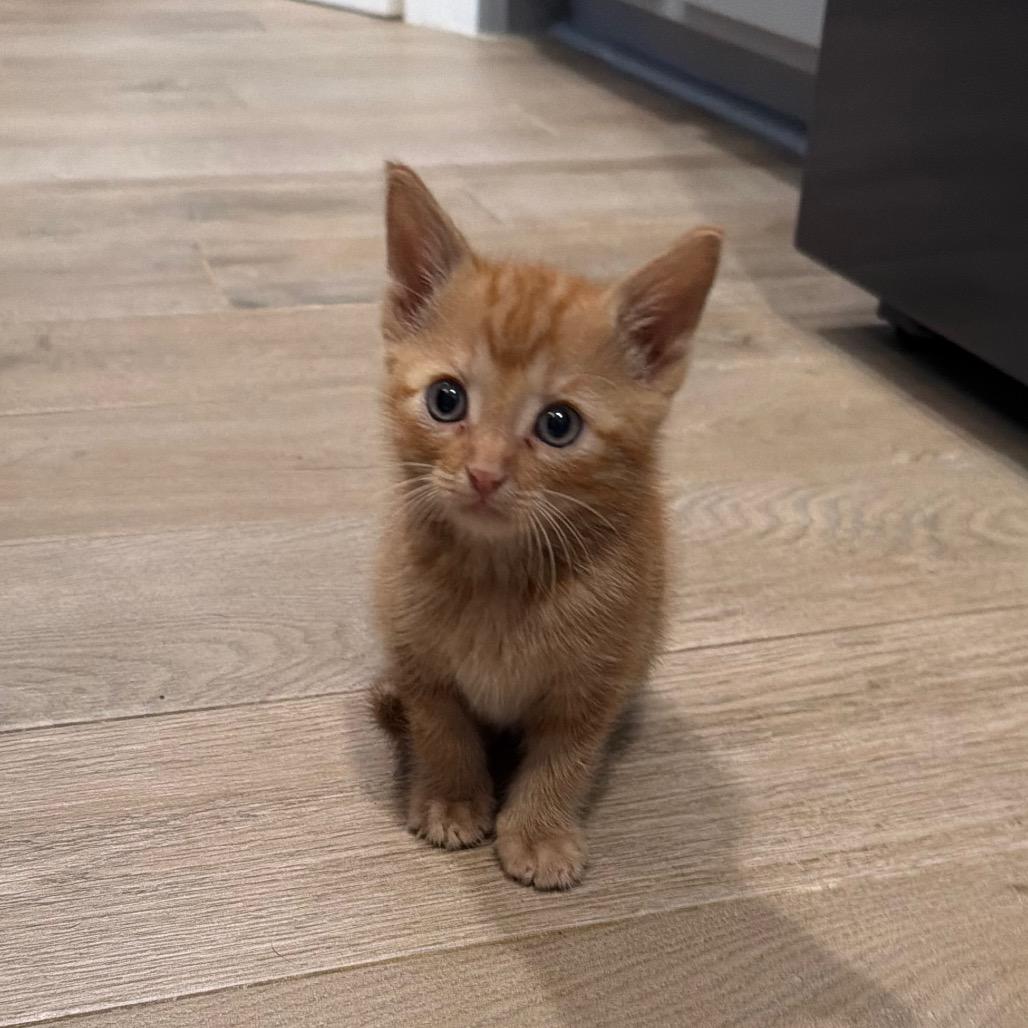Maxy, Adoptable, Kitten Male Domestic Short Hair.