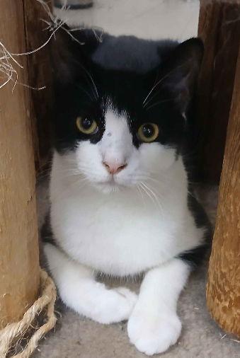 Enlarge TOASTER, a Adoptable Domestic Short Hair in Smithtown, NY image 1/1