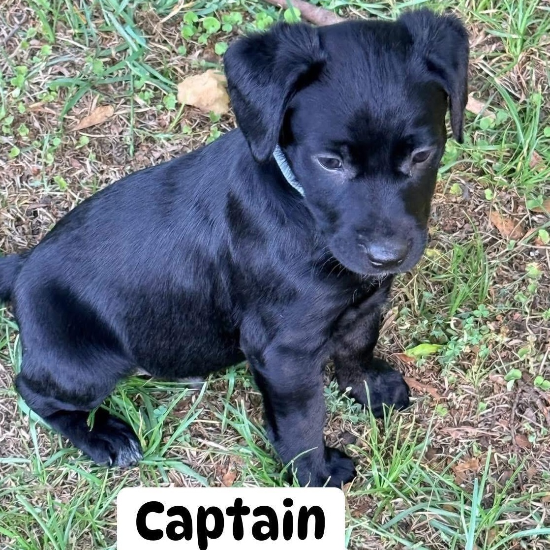 Enlarge Captain (NCCR), an adopted mixed breed in Brewton, AL image 1/1