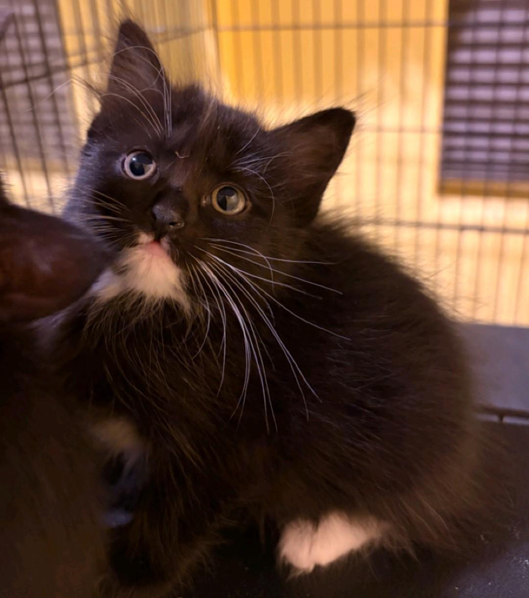 Velma, Adoptable, Kitten Female Domestic Medium Hair.