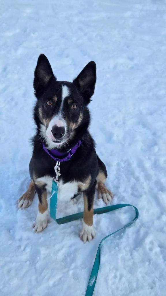 Enlarge Bernard, a Adoptable mixed breed in North Syracuse, NY image 1/1