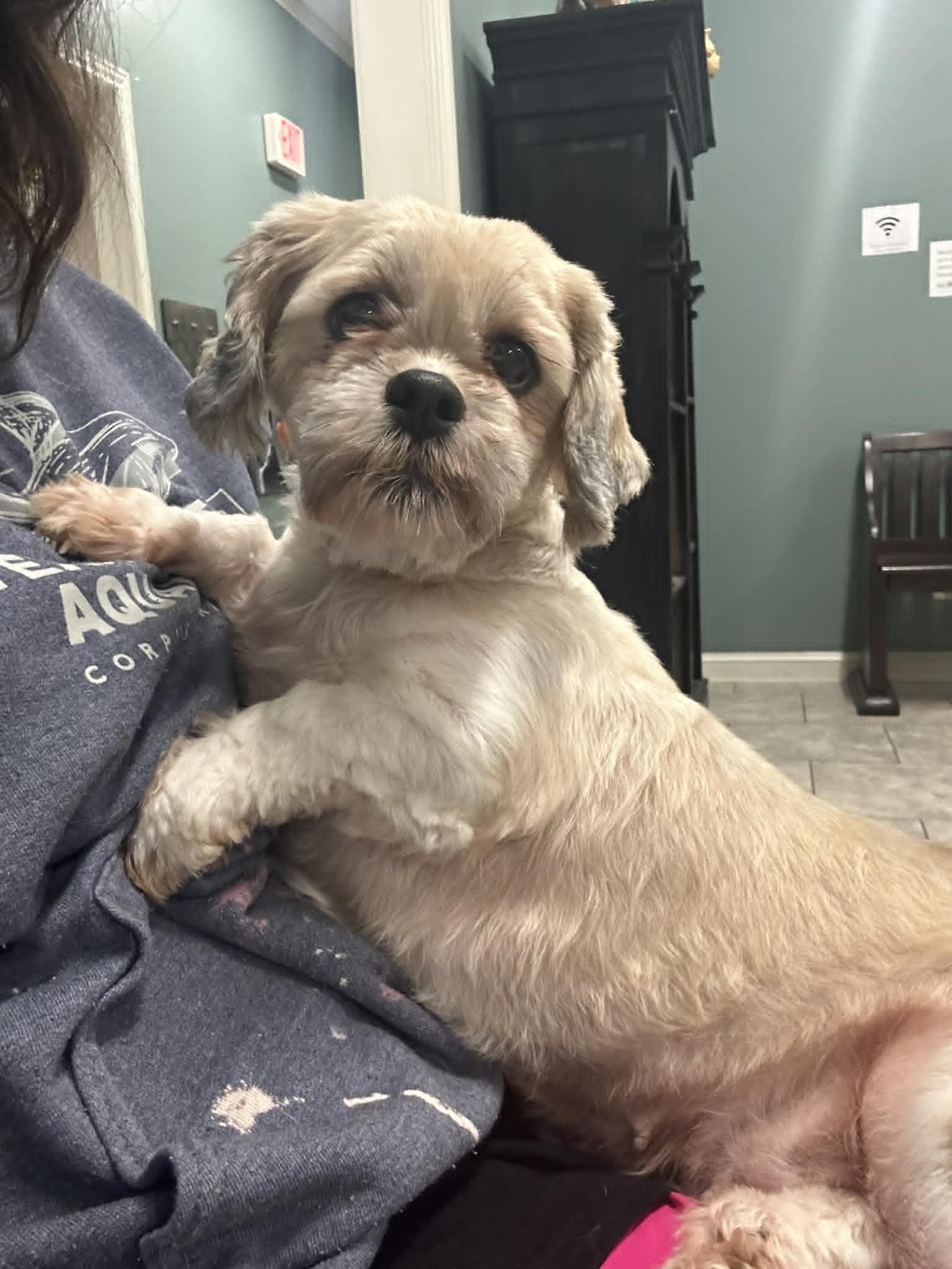 Darlene, Adoptable, Senior Female Shih Tzu.