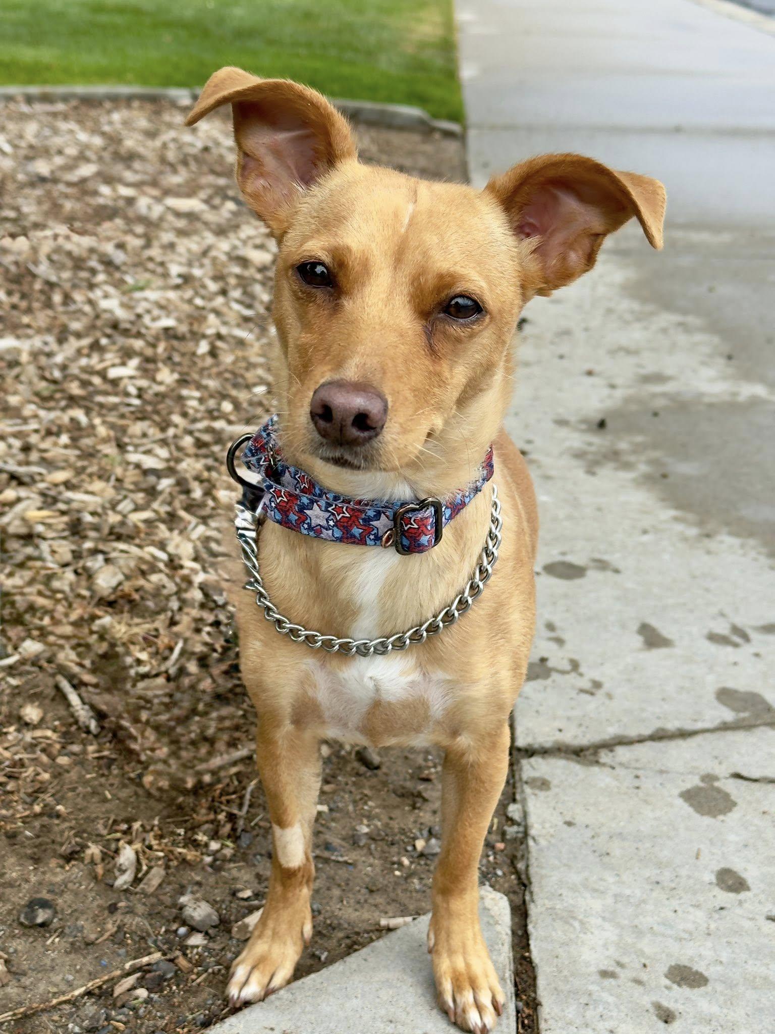 Birdie, adopted, Young Female Chihuahua.