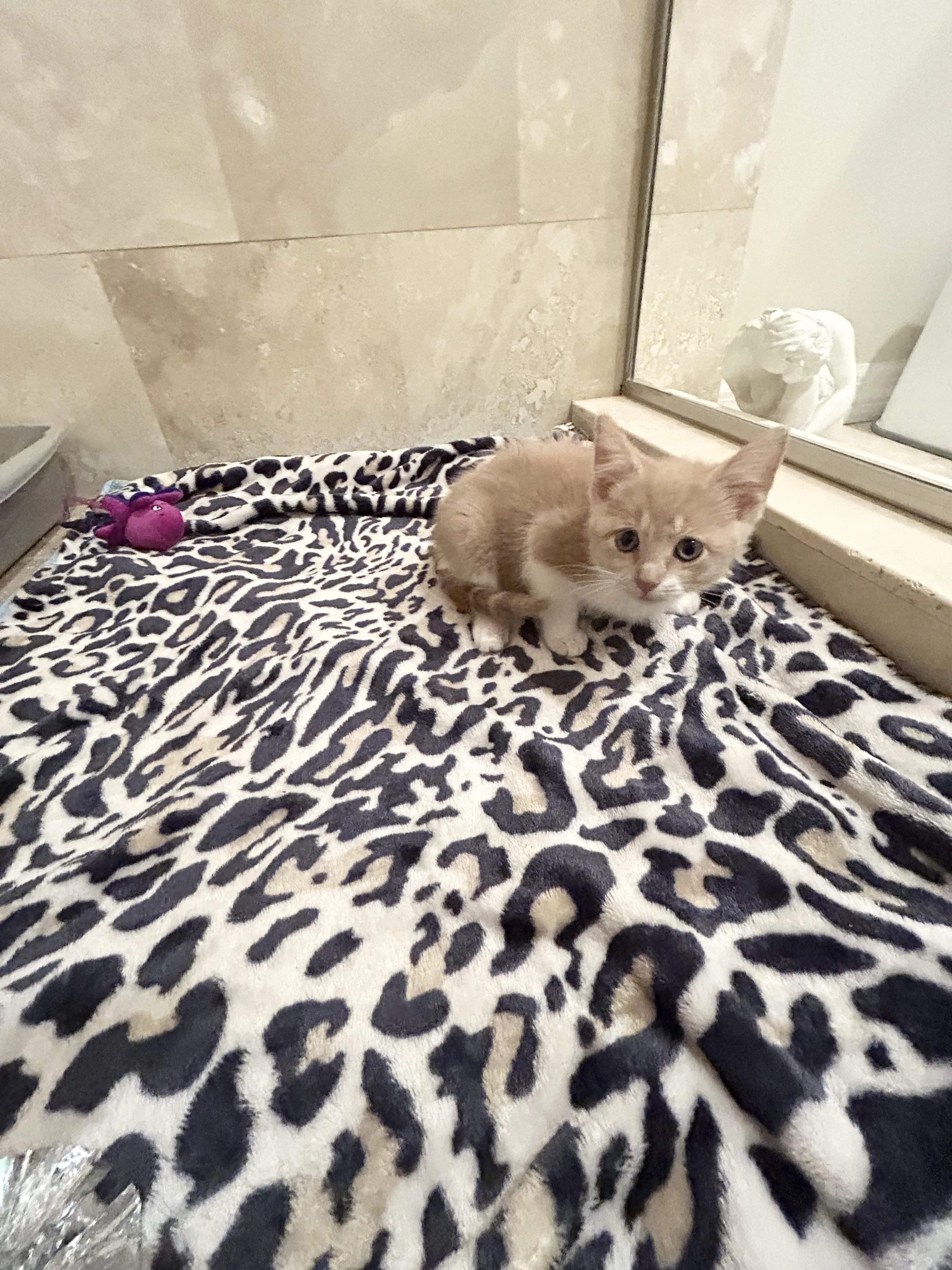 Laverne, an adopted Domestic Medium Hair in Bradenton, FL image 2/4